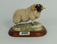 Border Fine Arts model of Black Faced Tup by Anne Wall, height 12cm