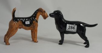 Royal Doulto Airdale terrier HN1023 and Black Labrador HN2667 (2)