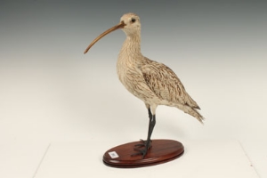 Taxidermy - a Curlew, on oval wooden base, 42.5cm high - Image 4 of 6