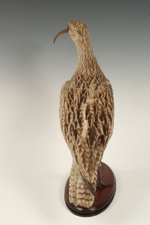 Taxidermy - a Curlew, on oval wooden base, 42.5cm high - Image 6 of 6