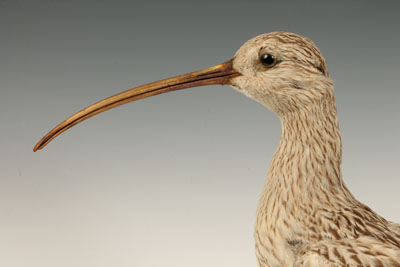 Taxidermy - a Curlew, on oval wooden base, 42.5cm high - Image 2 of 6