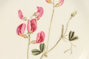 Nineteenth century botanical plate, probably Coalport, with gilt line border, titled on reverse - - Image 2 of 8