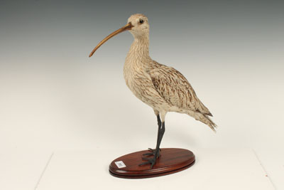 Taxidermy - a Curlew, on oval wooden base, 42.5cm high