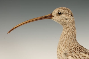 Taxidermy - a Curlew, on oval wooden base, 42.5cm high - Image 5 of 6