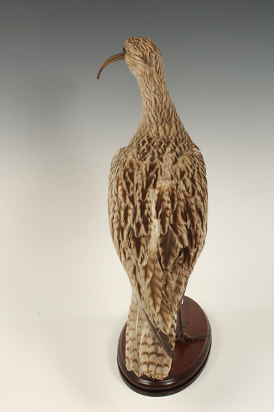 Taxidermy - a Curlew, on oval wooden base, 42.5cm high - Image 3 of 6