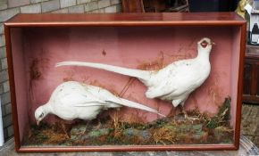 A pair of cased Leuststics pheasants by James Grant
87 cms wide.   CONDITION REPORTS:  Overall good,