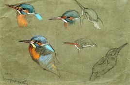 *AR WINIFRED AUSTEN (1876-1964) British
King Fisher Studies
Pencil and crayon
Signed
31.5 x 21.5
