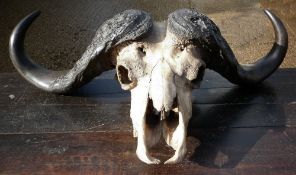 A water buffalo skull
Of typical form with curved horns.  92 cms wide.   CONDITION REPORTS:  Some