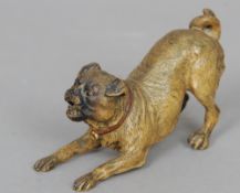 An Austrian cold painted bronze model of a pug dog
Modelled crouching forward growling.  14 cms