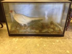 A late Victorian preserved white pheasant
In naturalistically worked glass case.  101 cms wide.