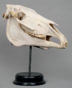 A preserved and mounted horses skull
Of typical form, mounted on a detachable display stand.  50 cms