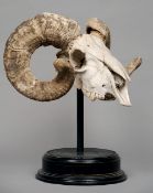 A preserved and mounted ram's skull
Of typical form, mounted on a detachable display stand.  35