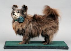 A stuffed and preserved Pomeranian
Naturalistically posed on all fours wearing a bow, standing on