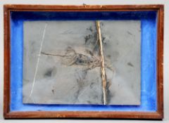 A Keichausaurus fossil specimen
Housed in a hinged glazed case.  35.5 cms wide overall.