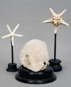 Three preserved marine specimens
Including: a coral fragment and two star fish, each mounted on a