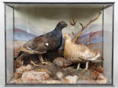 A stuffed and preserved male and female Black Grouse
In naturalistic setting in glazed and wooden