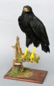 A stuffed and preserved American Black Hawk   CONDITION REPORTS:  Generally in good condition,