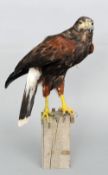 A stuffed and preserved Harris Hawk   CONDITION REPORTS:  Generally in good condition, expected