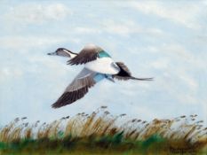 *AR MacKENZIE THORPE (1908-1976) British, (Known as KENZIE THE WILD GOOSE MAN)
Duck in Flight Over