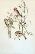 After GOULD and RICHTER, By WALTER & COHEN
Hirundo Rustica, Aeglothus Linaria, Aeglothus Rufescens
