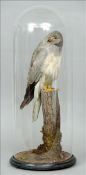 A stuffed and preserved male hen harrier In naturalistic setting under a glass dome, on wooden base.