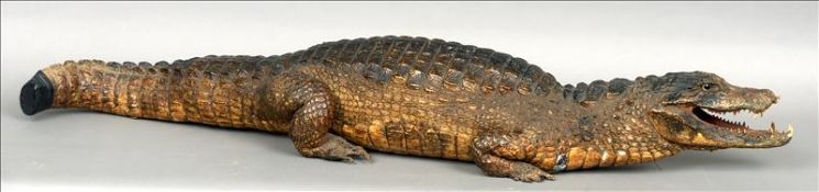 A stuffed and preserved American alligator (mississipi ensis) Modelled on all fours. 130 cms long.