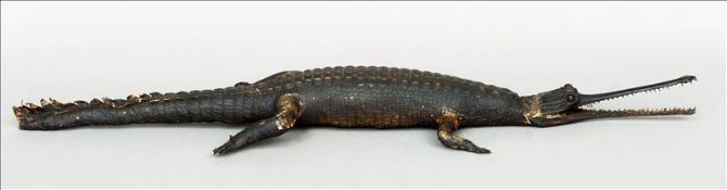 A stuffed and preserved Indian gharial (gaviairs gangetcus) Typically modelled on all fours. 110 cms