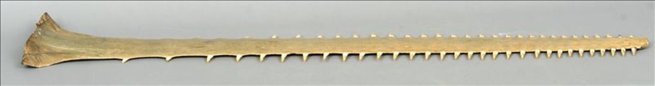 A sawfish (pristidae spp.) rostrum Of typical form. 138 cms long. Note: Sold together with