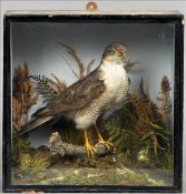 A stuffed and preserved sparrow hawk In naturalistic setting within a decorative case, the case