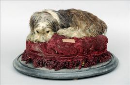 A Victorian stuffed and preserved dog, possibly a Yorkshire terrier.Mounted on a plush covered