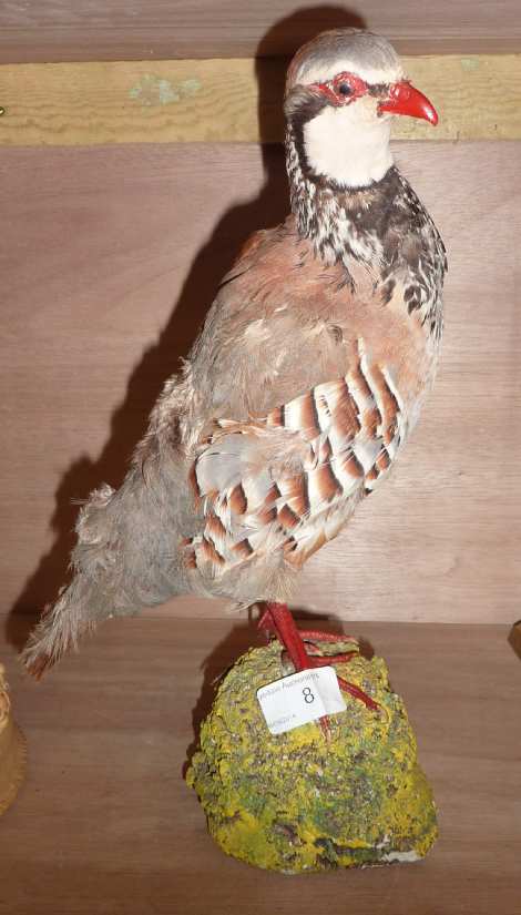 Taxidermy study of a red leg partridge