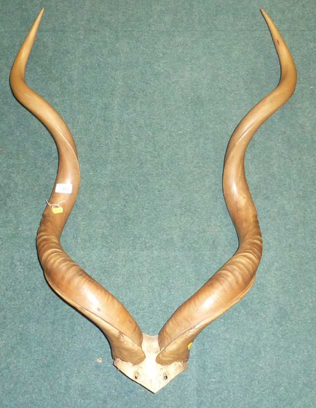 Large pair of polished Kudu horns.