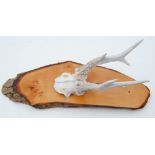 Roe deer antlers mounted on wooden plaque