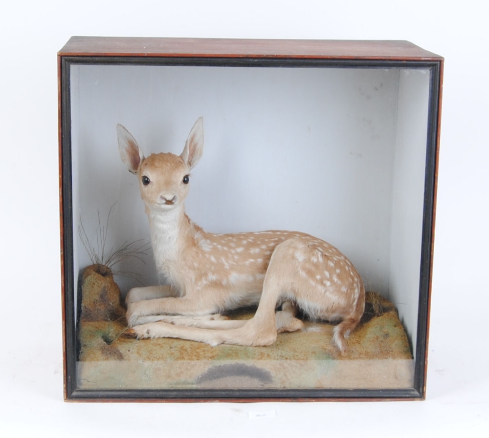 Mounted Fallow fawn in glass case