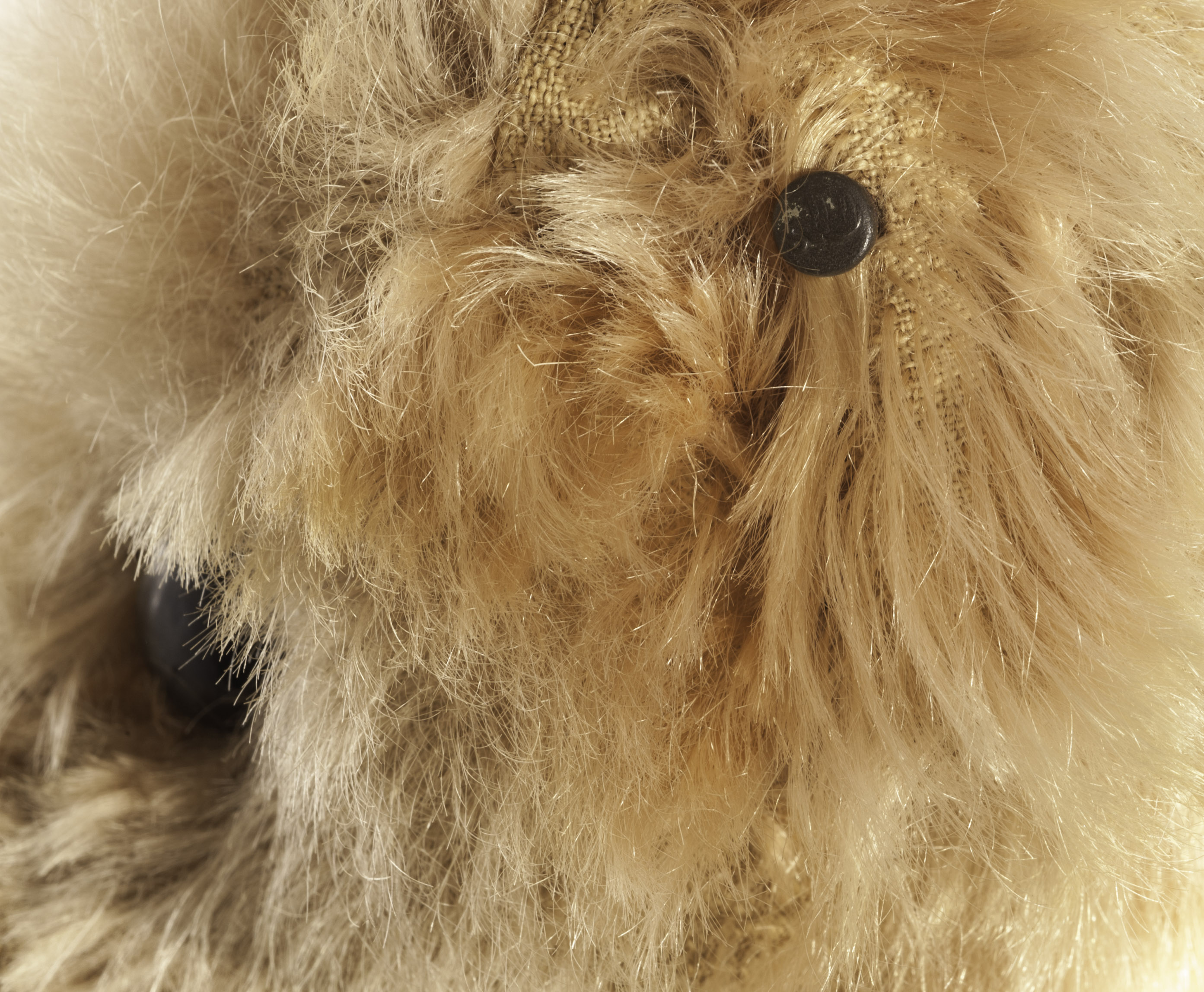 A Rare and early Steiff PAB35 Teddy Bear with elephant button, circa 1904, with apricot mohair, - Image 5 of 5