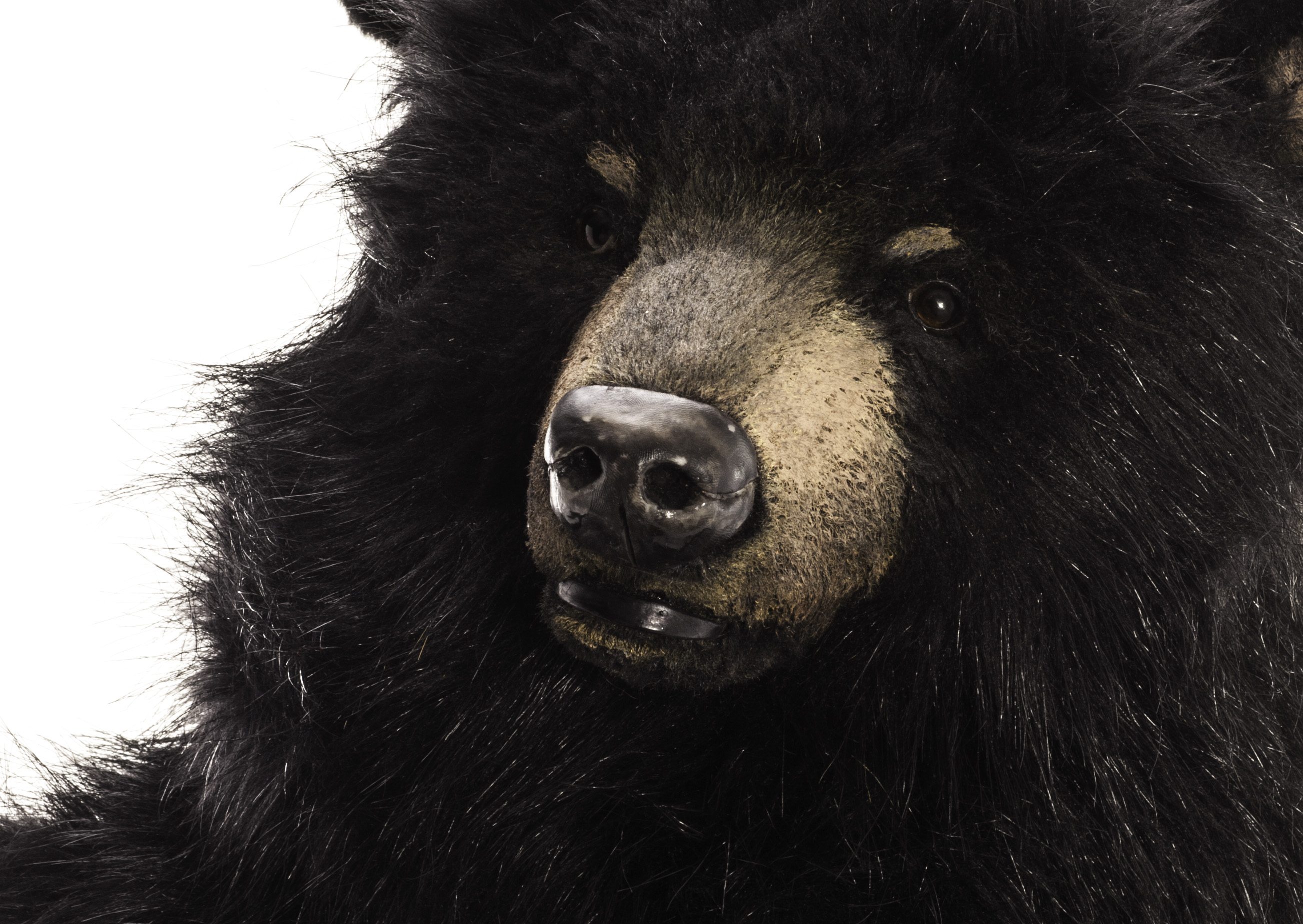 A black bear by Brigitte Smith of Pawtrait Bears, with long synthetic black plush, eight-way - Image 3 of 3