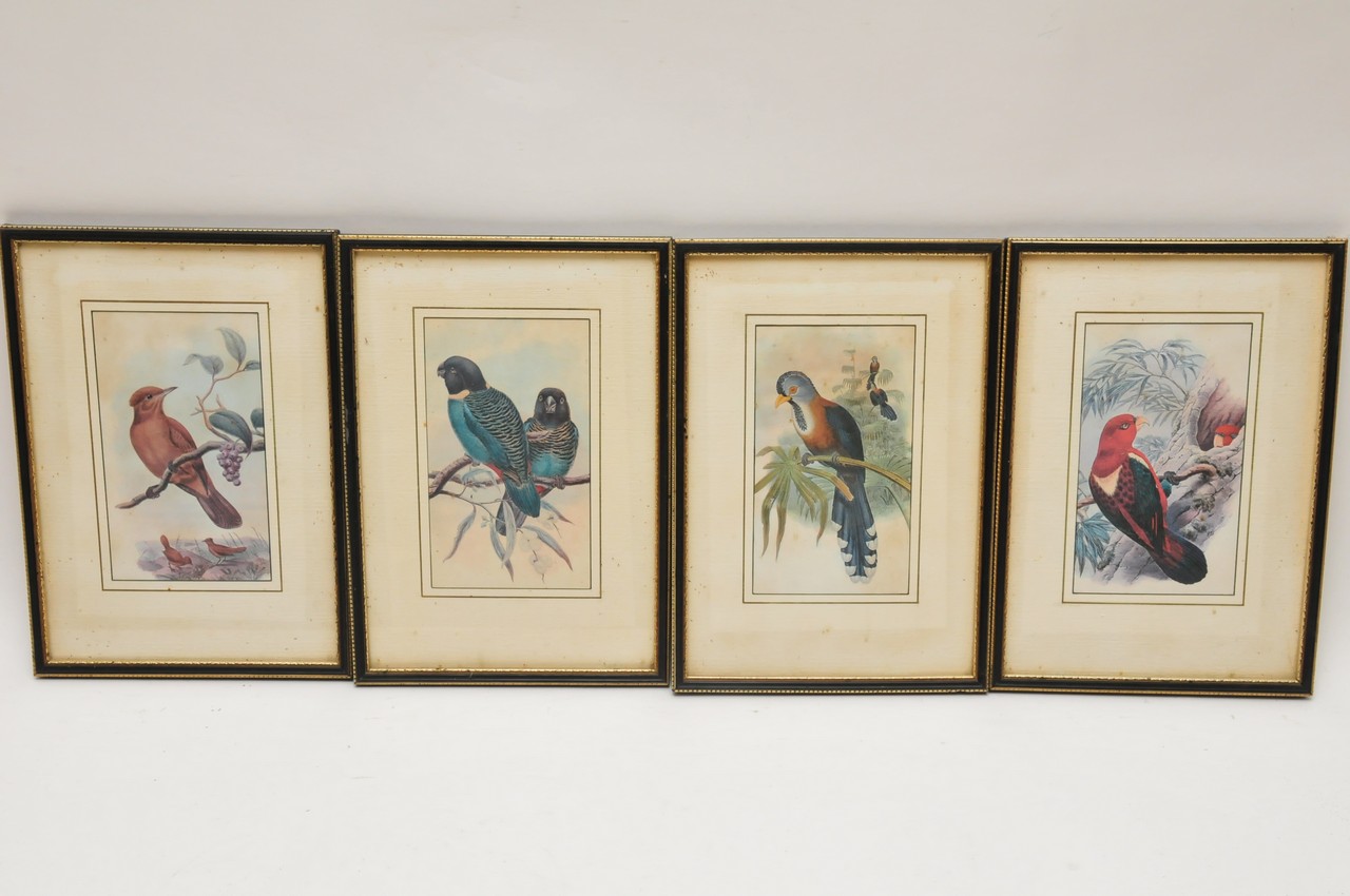 Four framed prints depicting exotic birds