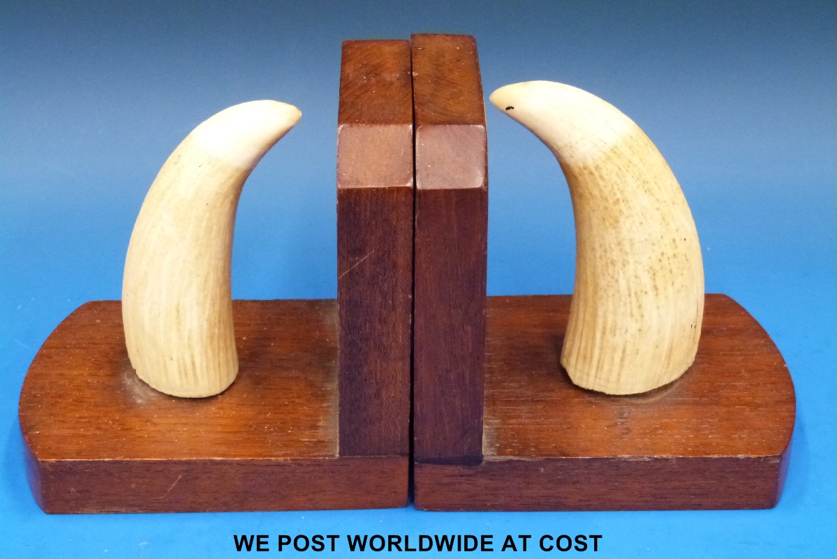 A pair of whale's teeth book ends, 310 g, largest 11 cm.