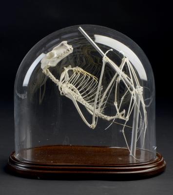 Taxidermy: A Hammerhead Bat skeleton modern in a glass dome 28cm.; 11ins