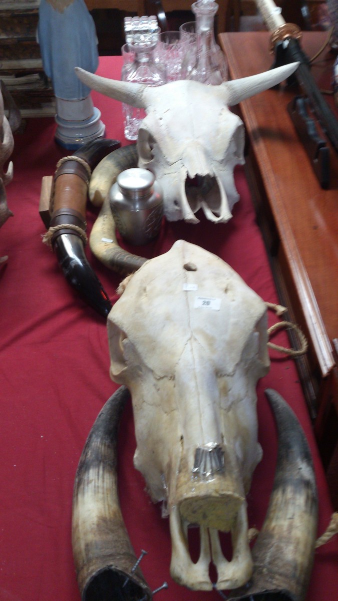 2 animal skulls & 5 horns