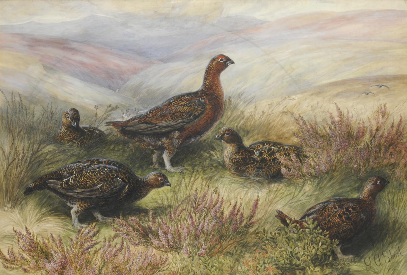 George Anderson Short (1856-1945) ``Birds of the Moorland`` - Grouse in heather Signed, bears