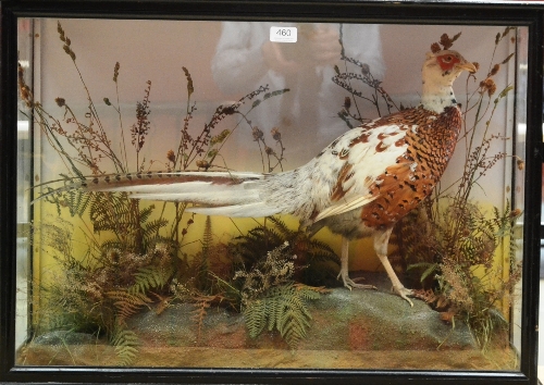 Pheasant, circa 1910, part albino, standing amongst ferns and sedges, in a three-glass ebonised