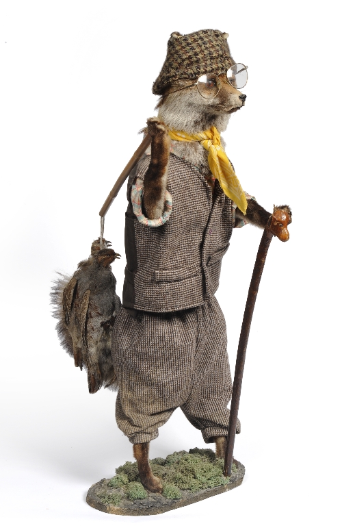 Taxidermy fox dressed as a poacher, 95cm high