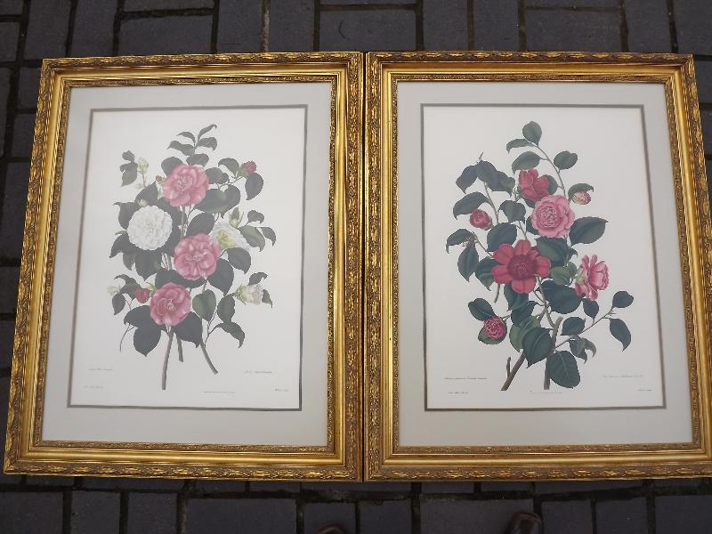A good pair of prints depicting camelias, mounted and gilt framed under non reflecting glass,