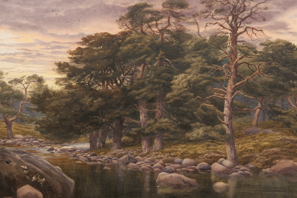Augustus Walford Weedon (1838-1908), Scotch firs on the Grudie, signed and dated 1874 lower left,