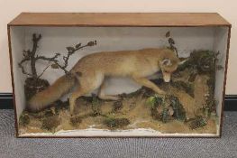 A taxidermy fox in display case, width 122 cm.   CONDITION REPORT:  Good time aged condition, the