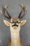 A taxidermy ten-point deer head, mounted to an oak shield, depth to shield 70 cm.   CONDITION