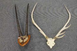 A pair of antlers together with a pair of horns mounted on an oak panel. (2)   CONDITION REPORT:
