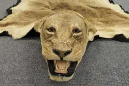 A taxidermy full length lioness skin, lined, length 260 cm.   CONDITION REPORT:  Good condition.