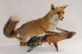 A taxidermy fox on a wooden branch. CONDITION REPORT: Good condition.